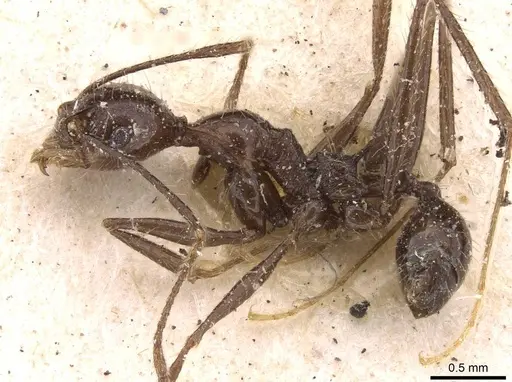 Pheidole ajax specimen JTLC000014065 image jtlc000014065_6