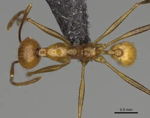 Pheidole ajaxigibba specimen CASENT0635867 image casent0635867_1