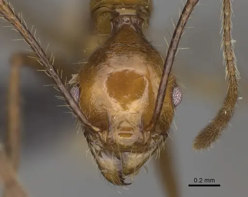 Pheidole ajaxigibba specimen CASENT0635867 image casent0635867_2
