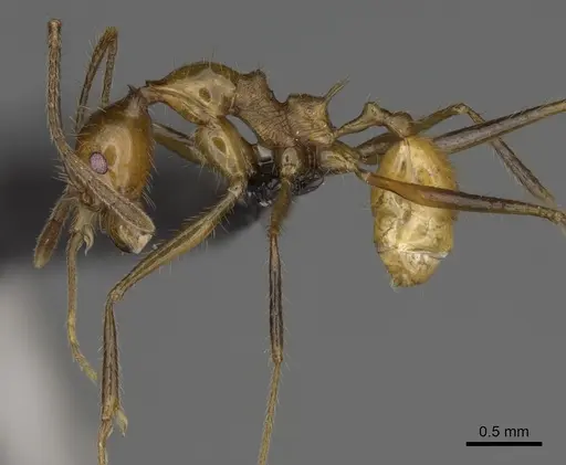 Pheidole ajaxigibba specimen CASENT0635867 image casent0635867_3