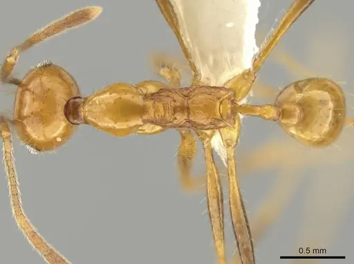 Pheidole ajaxigibba specimen CASENT0638167 image casent0638167_1