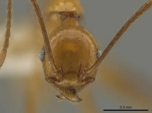 Pheidole ajaxigibba specimen CASENT0638167 image casent0638167_2