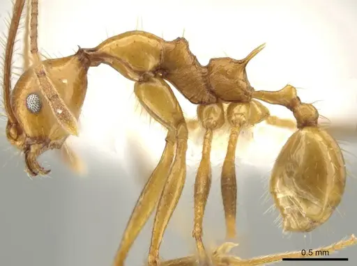 Pheidole ajaxigibba specimen CASENT0638167 image casent0638167_3