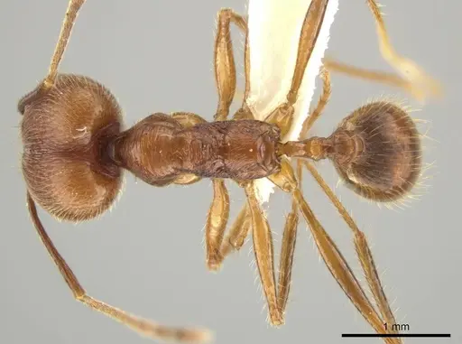 Pheidole ajaxigibba specimen CASENT0638172 image casent0638172_1
