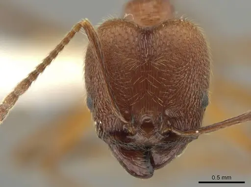 Pheidole ajaxigibba specimen CASENT0638172 image casent0638172_2