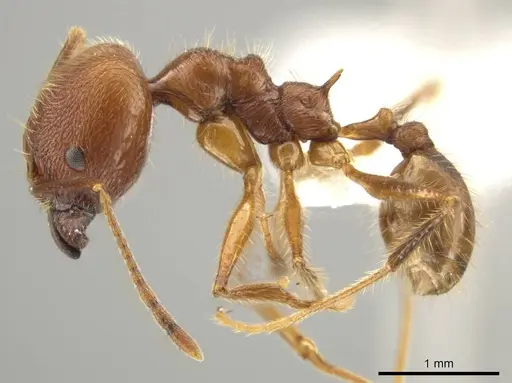 Pheidole ajaxigibba specimen CASENT0638172 image casent0638172_3