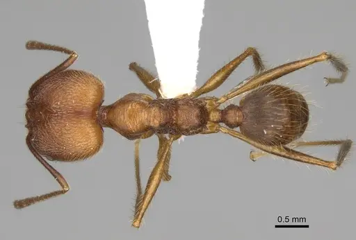 Pheidole ajaxigibba specimen CASENT0638173 image casent0638173_1