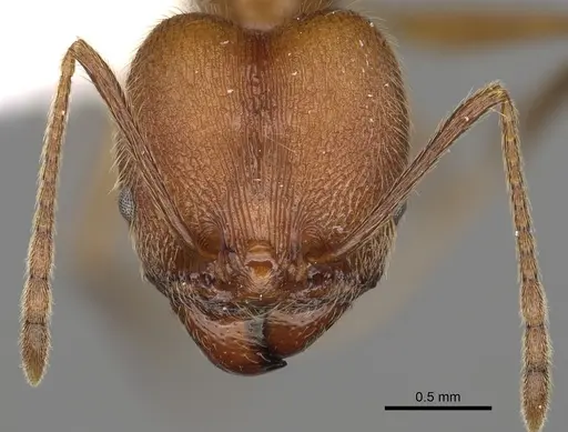 Pheidole ajaxigibba specimen CASENT0638173 image casent0638173_2