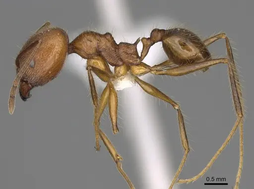 Pheidole ajaxigibba specimen CASENT0638173 image casent0638173_3
