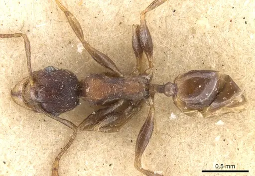 Pheidole akermani specimen CASENT0906524 image casent0906524_1