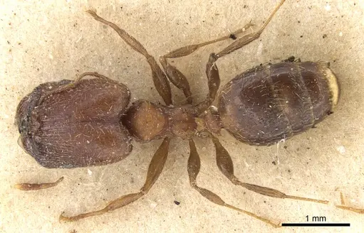 Pheidole akermani specimen CASENT0906540 image casent0906540_1