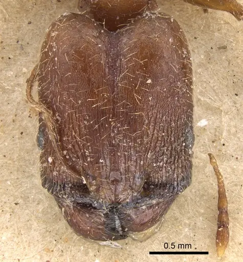 Pheidole akermani specimen CASENT0906540 image casent0906540_2