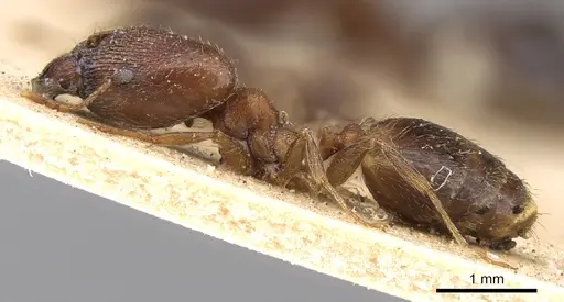 Pheidole akermani specimen CASENT0906540 image casent0906540_3