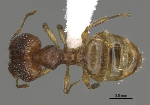 Pheidole ala specimen CASENT0413606 image casent0413606_1