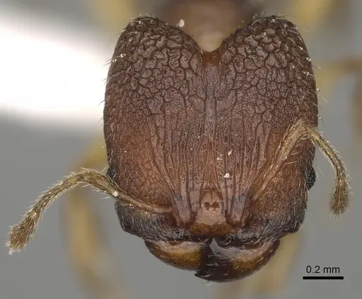 Pheidole ala specimen CASENT0413606 image casent0413606_2