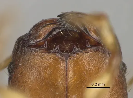 Pheidole ala specimen CASENT0413606 image casent0413606_3