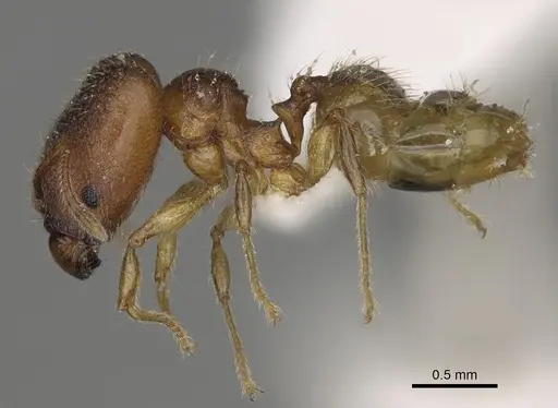 Pheidole ala specimen CASENT0413606 image casent0413606_4