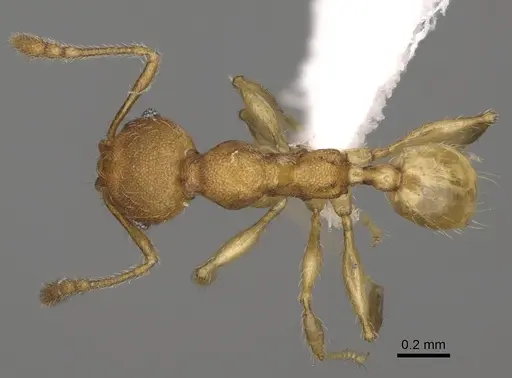 Pheidole ala specimen CASENT0427742 image casent0427742_1