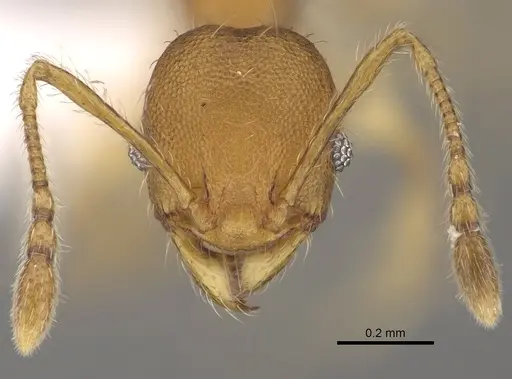 Pheidole ala specimen CASENT0427742 image casent0427742_2