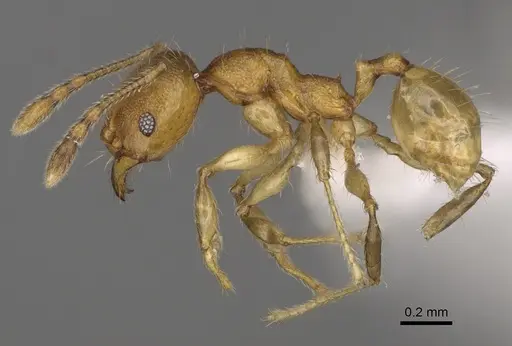Pheidole ala specimen CASENT0427742 image casent0427742_3