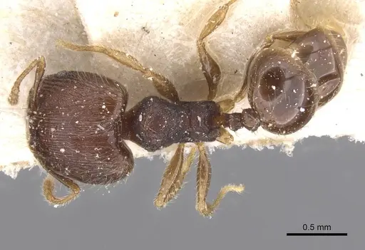 Pheidole alacris specimen CASENT0913319 image casent0913319_1