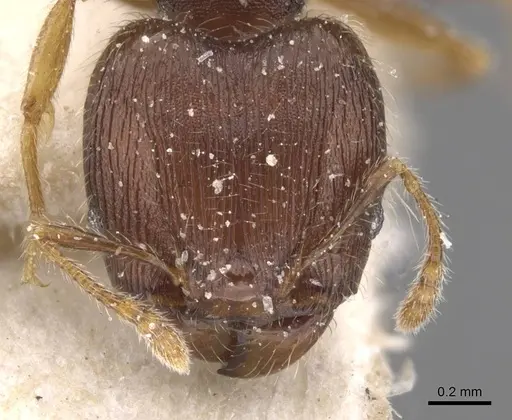 Pheidole alacris specimen CASENT0913319 image casent0913319_2