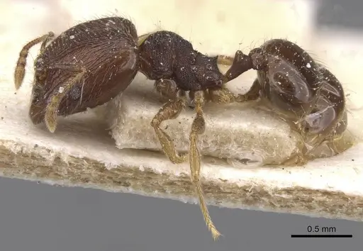 Pheidole alacris specimen CASENT0913319 image casent0913319_3