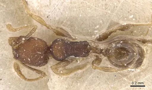 Pheidole alacris specimen CASENT0913320 image casent0913320_1