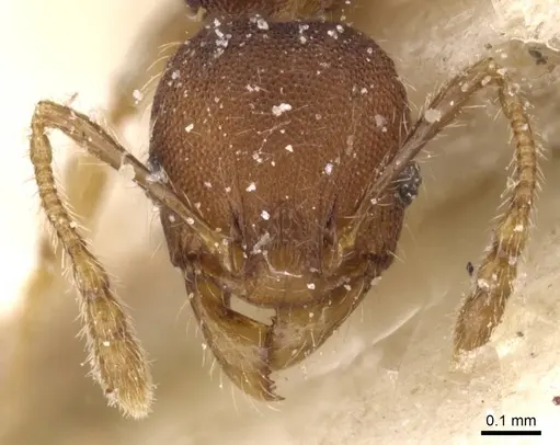 Pheidole alacris specimen CASENT0913320 image casent0913320_2