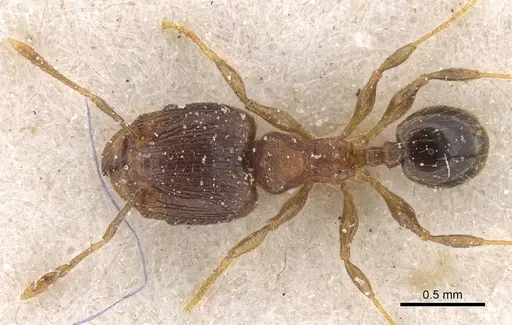 Pheidole alacris specimen CASENT0913321 image casent0913321_1