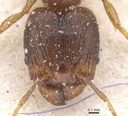 Pheidole alacris specimen CASENT0913321 image casent0913321_2
