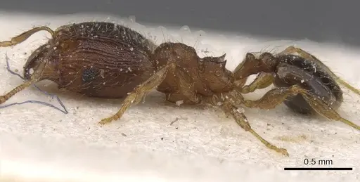 Pheidole alacris specimen CASENT0913321 image casent0913321_3