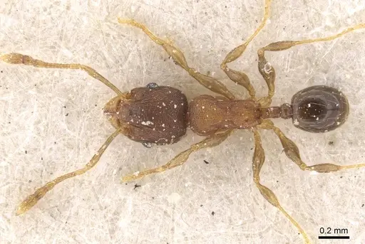 Pheidole alacris specimen CASENT0913322 image casent0913322_1