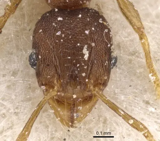 Pheidole alacris specimen CASENT0913322 image casent0913322_2