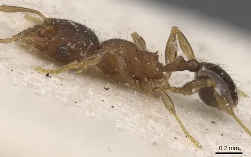 Pheidole alacris specimen CASENT0913322 image casent0913322_3