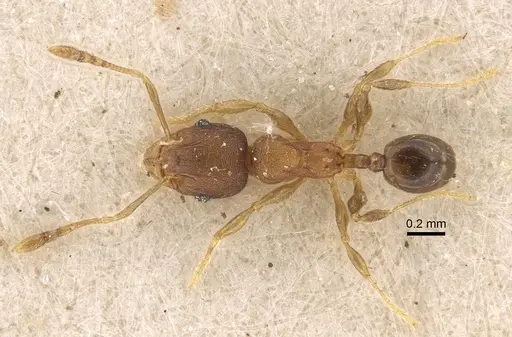 Pheidole alacris specimen CASENT0917769 image casent0917769_1