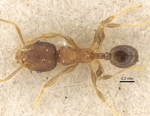 Pheidole alacris specimen CASENT0917769 image casent0917769_2