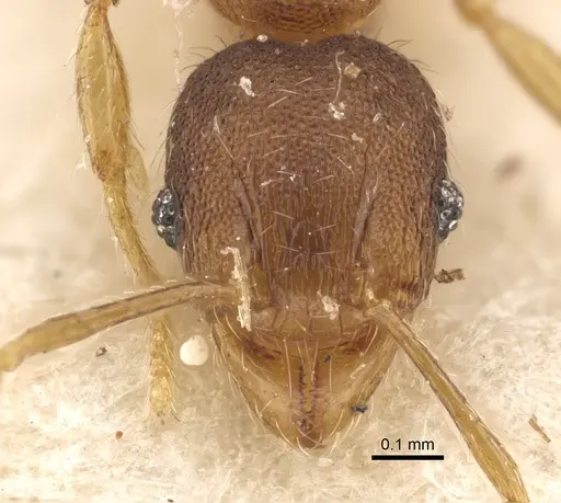 Pheidole alacris specimen CASENT0917769 image casent0917769_3
