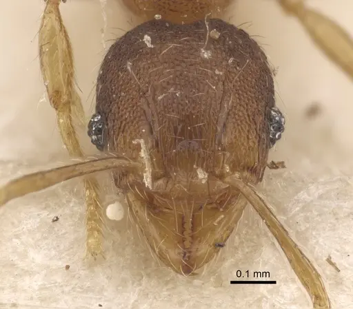 Pheidole alacris specimen CASENT0917769 image casent0917769_4