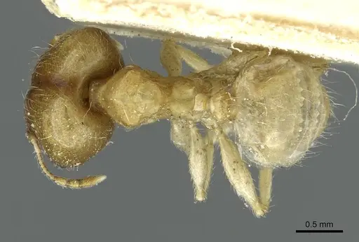 Pheidole albidula specimen CASENT0913260 image casent0913260_1