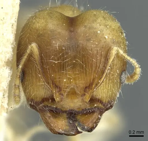 Pheidole albidula specimen CASENT0913260 image casent0913260_2
