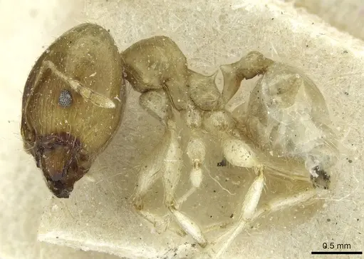 Pheidole albidula specimen CASENT0913260 image casent0913260_3
