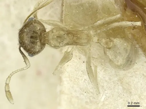Pheidole albidula specimen CASENT0913261 image casent0913261_1
