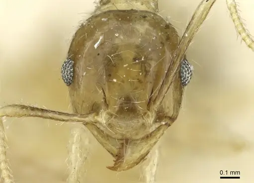 Pheidole albidula specimen CASENT0913261 image casent0913261_2