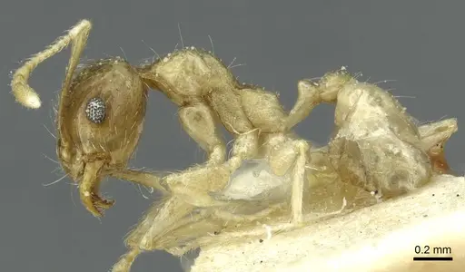 Pheidole albidula specimen CASENT0913261 image casent0913261_3