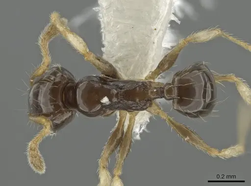 Pheidole albipes specimen CASENT0611235 image casent0611235_1