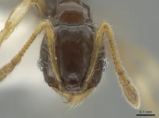 Pheidole albipes specimen CASENT0611235 image casent0611235_2