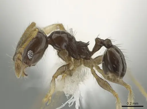 Pheidole albipes specimen CASENT0611235 image casent0611235_3