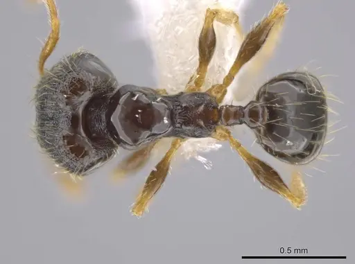 Pheidole albipes specimen CASENT0611412 image casent0611412_1