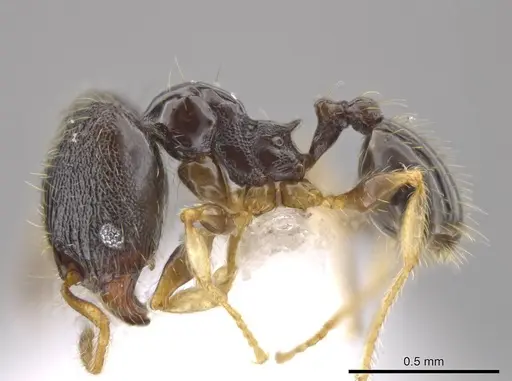 Pheidole albipes specimen CASENT0611412 image casent0611412_3